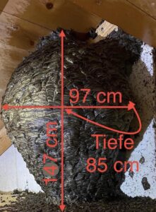 Gigantesco nido di vespe nel sottotetto di una villa a Tirolo: intervenuti i vigili del fuoco 2 396560501 319949120647925 8507007854535937013 n